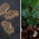 Stick bug eggs taken from the poop and the stick bug born out of a bird poop egg